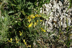 Genista albida