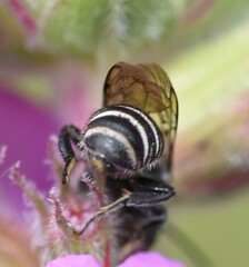 Megachile campanulae