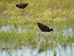 Jacana spinosa