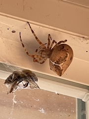 Araneus gemmoides