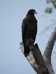 Rostrhamus sociabilis