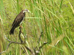 Rostrhamus sociabilis