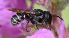 Megachile campanulae