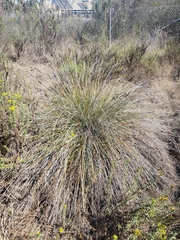 Juncus acutus leopoldii