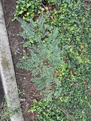 Koelreuteria paniculata