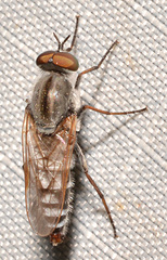 Ozodiceromyia notata