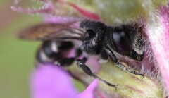 Megachile campanulae
