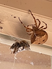 Araneus gemmoides