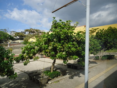 Calophyllum inophyllum