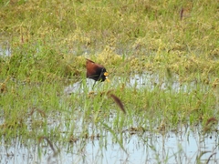 Jacana spinosa