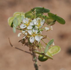 Dimorphocarpa wislizeni