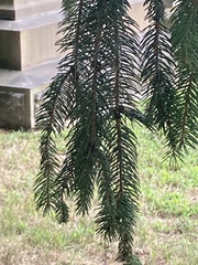Picea abies