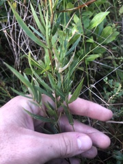 Dichanthelium mattamuskeetense