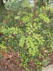Koelreuteria paniculata