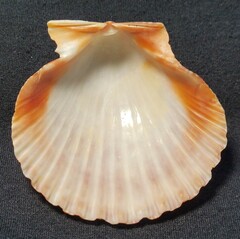 Argopecten ventricosus