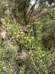 Colletia spinosissima