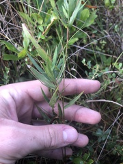 Dichanthelium mattamuskeetense