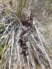 Juncus acutus leopoldii