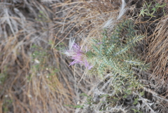 Cirsium ochrocentrum