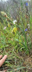 Albuca cooperi