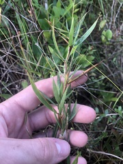 Dichanthelium mattamuskeetense