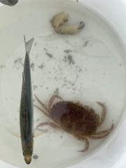 Metacarcinus anthonyi