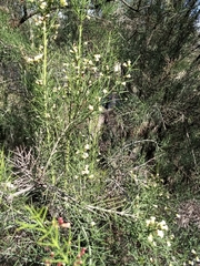 Colletia spinosissima