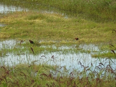 Jacana spinosa
