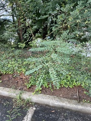 Koelreuteria paniculata