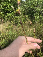 Xyris fimbriata