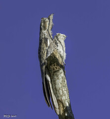 Nyctibius griseus