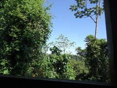 Cecropia obtusifolia