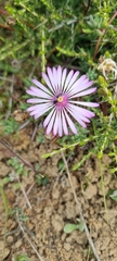Lampranthus peacockiae