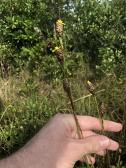 Xyris fimbriata