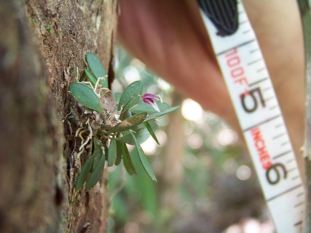 Specklinia pisinna