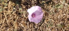 Convolvulus althaeoides