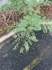 Koelreuteria paniculata