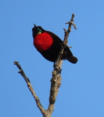 Chalcomitra senegalensis gutturalis