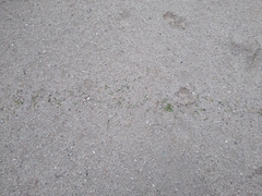 Acromyrmex versicolor