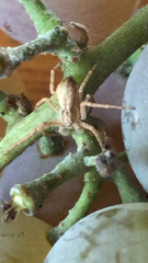 Philodromus dispar
