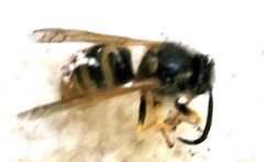 Dolichovespula norwegica
