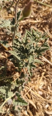 Convolvulus althaeoides
