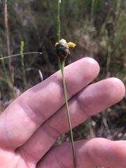 Xyris platylepis