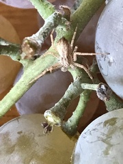 Philodromus dispar