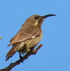Chalcomitra senegalensis gutturalis