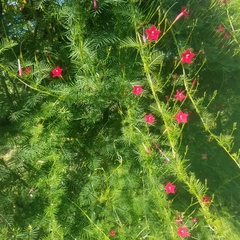 Ipomoea quamoclit