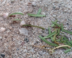 Acromyrmex versicolor