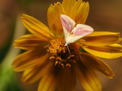 Eublemma cochylioides