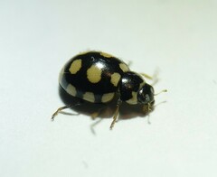 Coccinula quatuordecimpustulata