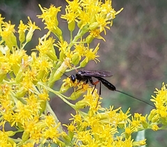 Pimpla pedalis
